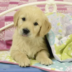 Knuffelhondjes Puzzelbox Ravensburger 3 X 49 Stukjes -Peuter Plezier Verkoopwinkel knuffelhondjes puzzel ravensburger 3