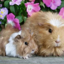 Knuffelmomentje Kinder-Puzzel Ravensburger 2 X 12 Stukjes -Peuter Plezier Verkoopwinkel knuffelmomntje puzzel ravensburger 2