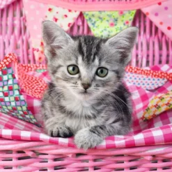 Lief Katje – Ravensburger – 100 Stukjes XXL -Peuter Plezier Verkoopwinkel lief katje ravensburger puzzel 1